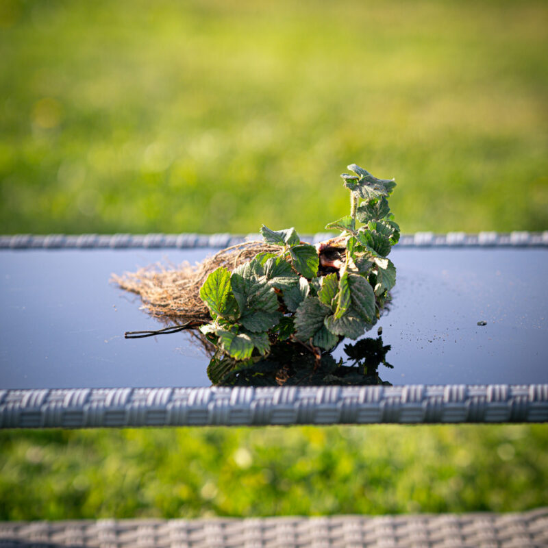 maasikataim jenkka a++