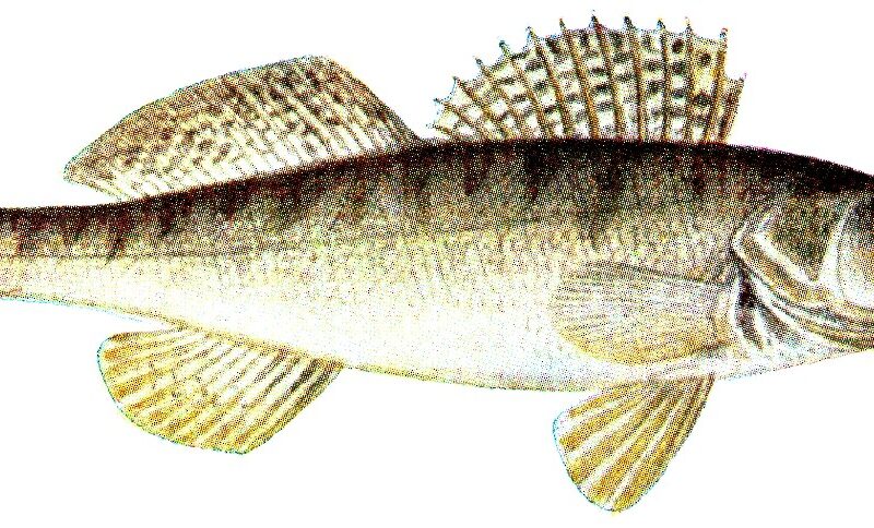 Suitsutatud koha(KG)