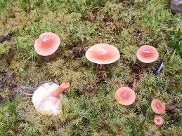 Soolatud tõmmuriisikad